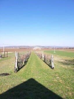 LEN U NÁS Predaj - Viničný dom s pivnicou a vinicou - Kam