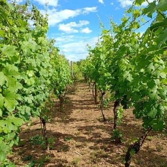 Vinica nad obcou
