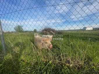 Fantastik-Farmár pozemok na 3ha v Malom Šariši (F744-14-ANM)