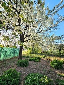 predaj, prípadne výmena dom s ovocným sadom 2 341m² Nitrica