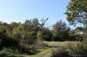 Zlatníky - Lesný pozemok