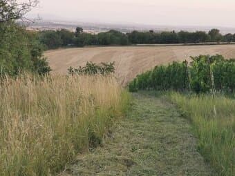 Predám pozemok - pôvodne vinica 956 m2 Levice-Kalinčiakovo