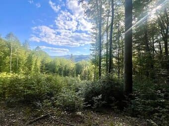 Rekreačný pozemok pri lese,Košic.Hámre,prístup autom,6175 m2